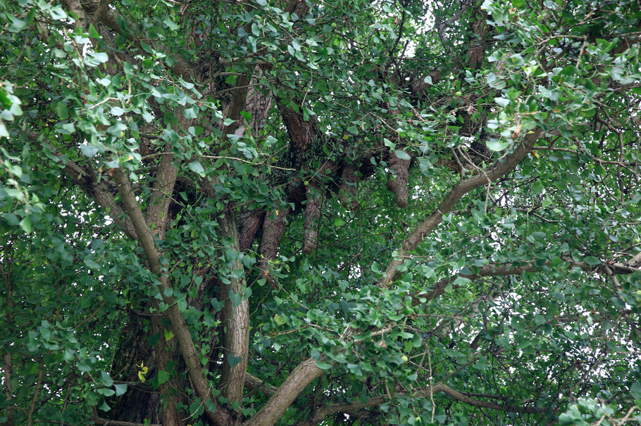 炭河古城亲子游,游炭河古城感想