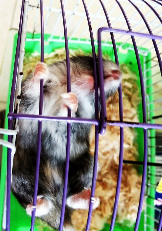 我家仓鼠很胖走路扭屁股,我家仓鼠一年不喝水还活着