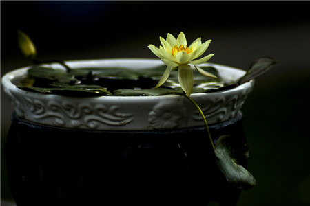 碗莲什么季节开花花期有多久,碗莲哪个品种花期长一点