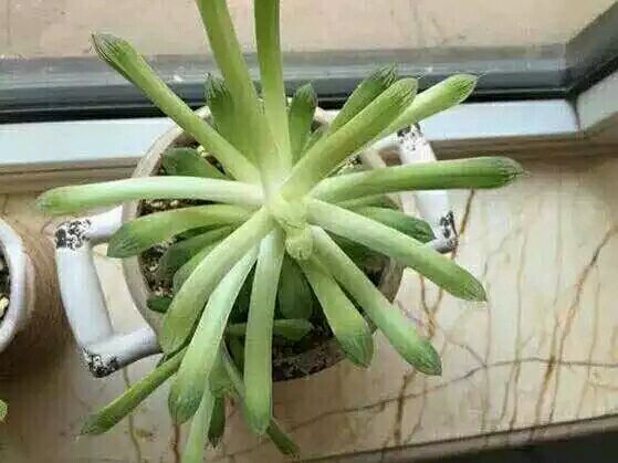 玉露怎么可以快速长大,干瘪的玉露怎么救