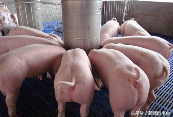 后备母猪消瘦怎么回事,后备母猪瘦小怎么办