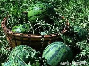 到吉林玩买啥、吃啥？再也不用刘烨代购吉林土特产了！