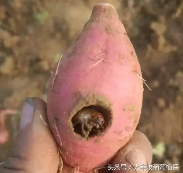 葡萄园挖土时，发现这种白色肉虫，一定要重视