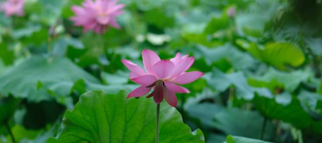 西湖必去的几个地方,西湖不建议去的地方