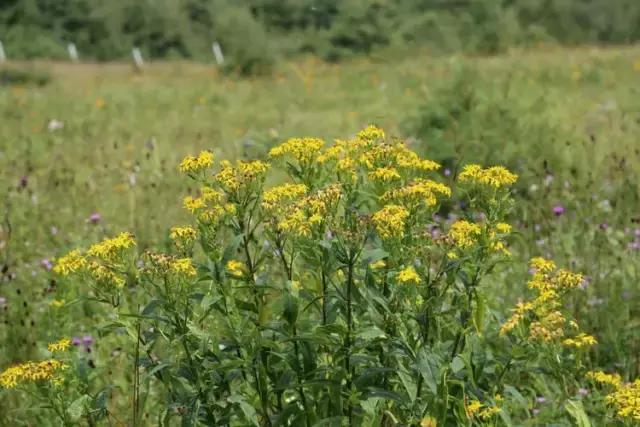 山西历山舜王坪大草原攻略,看云海高山草甸的地方