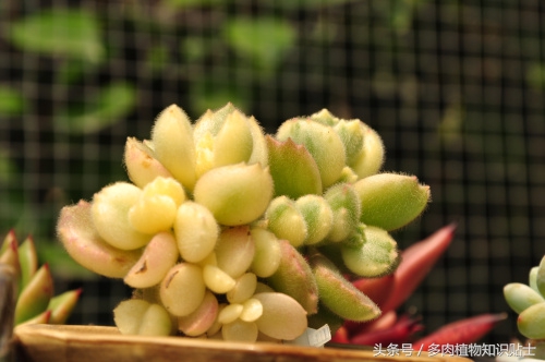 熊童子超级好看的多肉,熊爪多肉一枝怎么养活