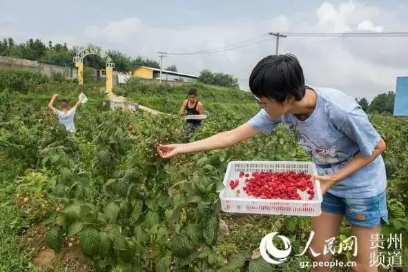 贵阳这个季节水果采摘线路，错过又要等一年