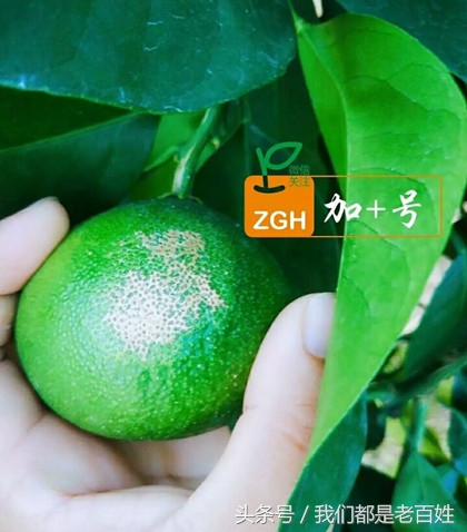 柑橘防灼怎么做,柑橘防日灼的最佳方法