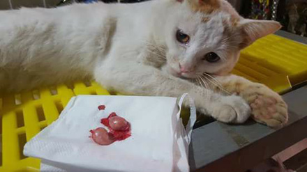 猫咪绝育猫咪一脸绝望还掉眼泪,主人想看猫咪绝育伤口结果被误会