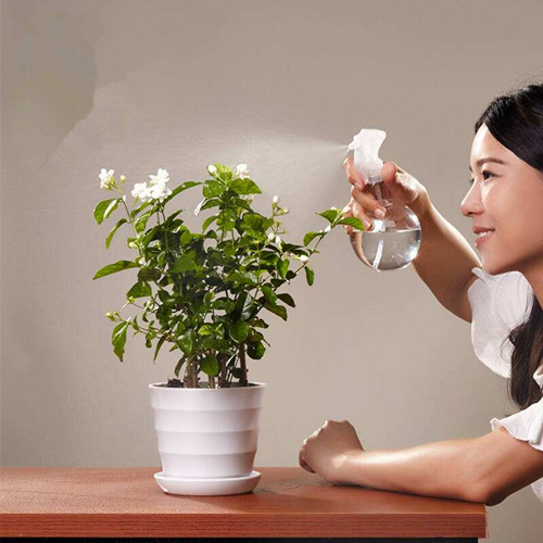 茉莉花出现花苞怎样养护,怎样才能使茉莉花枝粗叶绿