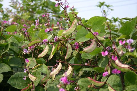 农民种植哪些水果多一些,十大适合农村种植的蔬菜项目推荐