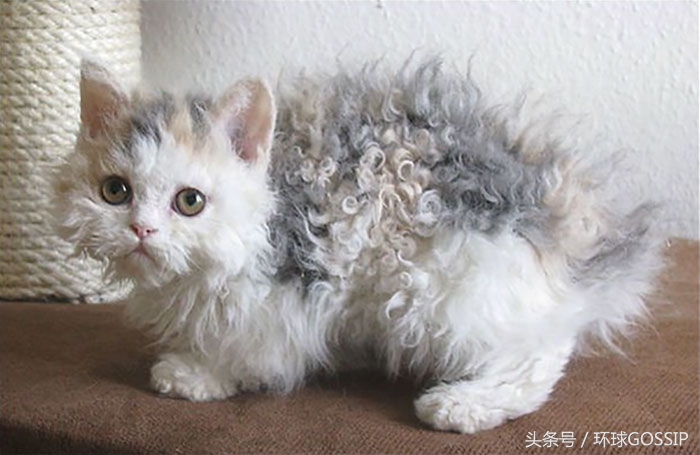 罕见的喵星人品种，一身卷毛看着就想摸，外号“绵羊猫”
