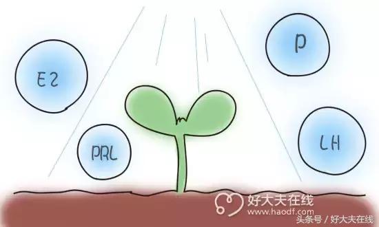 多囊卵巢不孕可以治愈吗,多囊卵巢综合征不孕问题