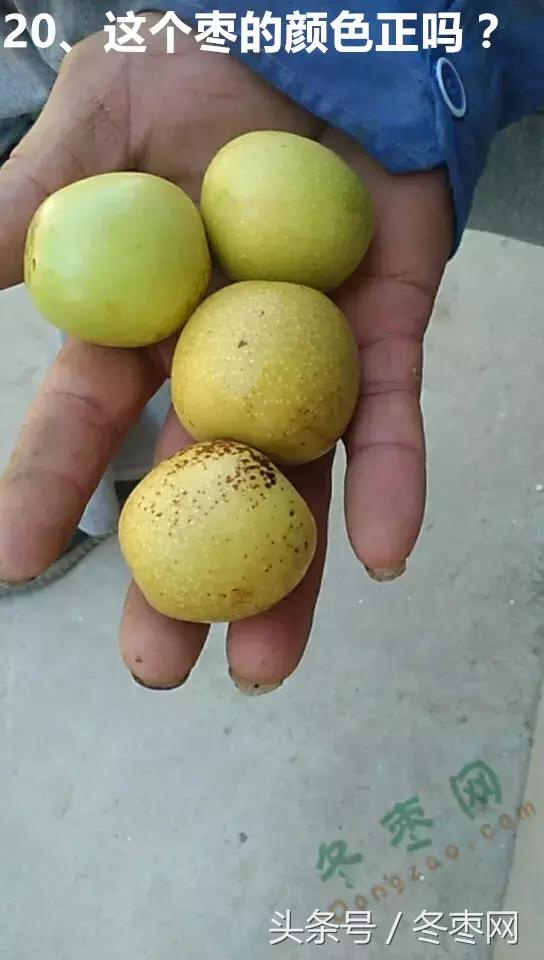 冬枣管理问题分析,冬枣管理问题解答186期