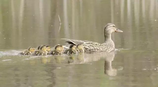芒格人类错误认知倾向,芒格谈人性的视频