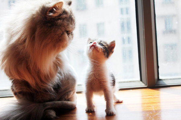 怎么防止猫跳上空调,怎样可以防止夏天猫咪吹空调