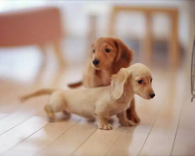 狗狗食物中毒怎样急救,狗狗误食了口香糖怎么治疗