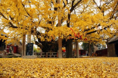 日照金山,日照直播