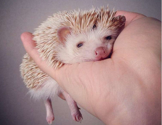 大妈散步时踢到带刺小球，打开手电后一看，转身跑去医院