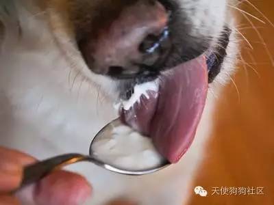 狗狗喂药小妙招药片,狗狗喂药五步法