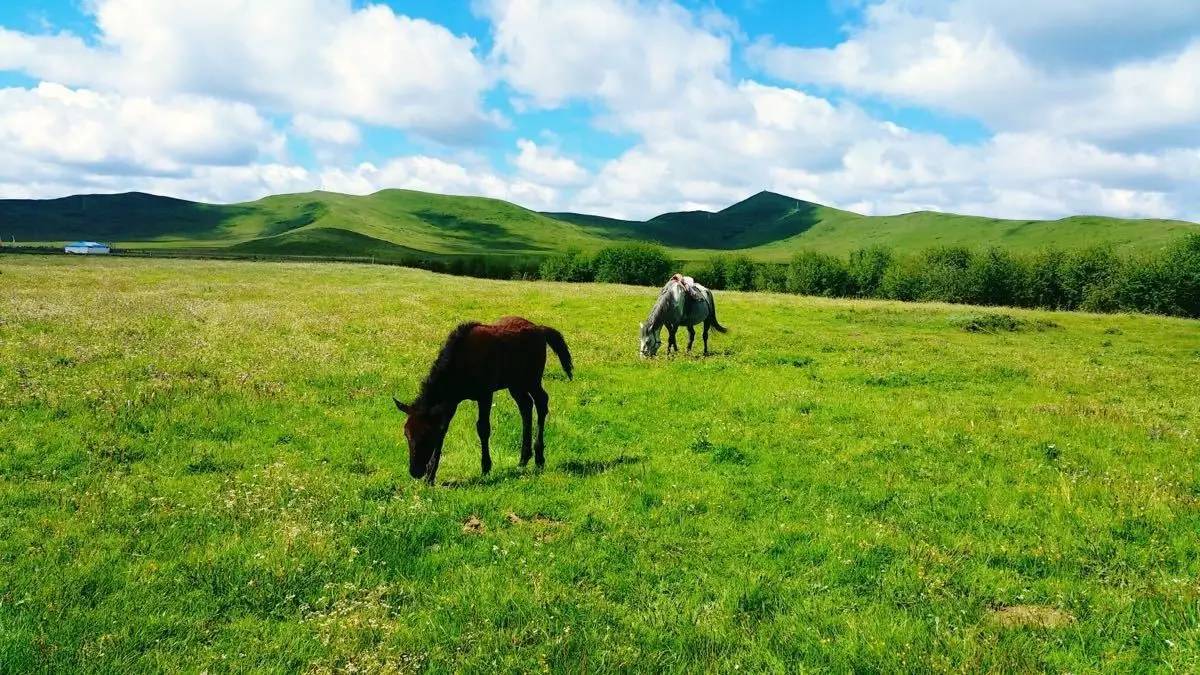 若尔盖湿地三月的景色,8月若尔盖草原哪里比较好