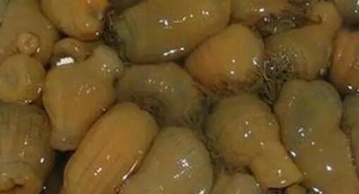 最恶心的海鲜是什么,最腥臭的海鲜是哪种海鲜