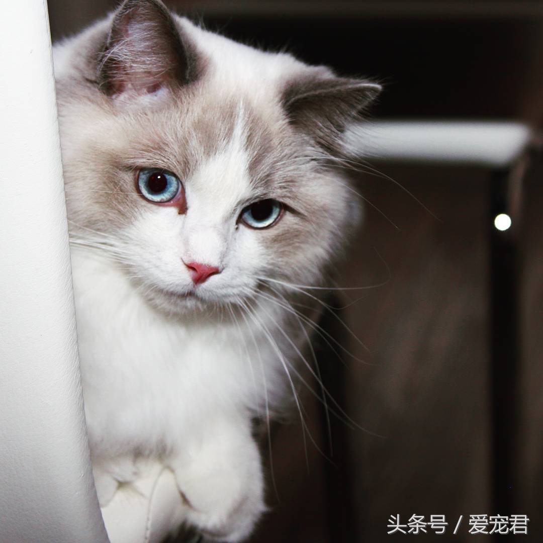 猫咪郁闷可吃什么药,猫咪爱抓东西怎么解决呢