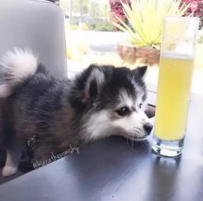 狗狗被臭到后的反应,狗狗被螨虫咬是什么样子的