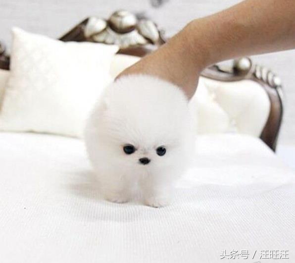 狗狗得了细小对小孩有什么危害,宠物狗的危害