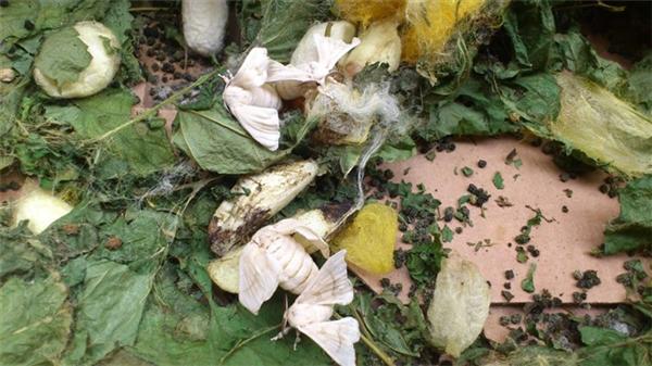 大家为什么养蚕宝宝,你们养过蚕宝宝吗