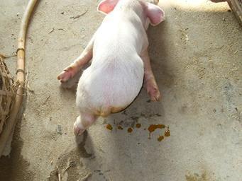 小猪腹泻和黄白痢的区别,小猪十天左右拉黄白痢怎么办