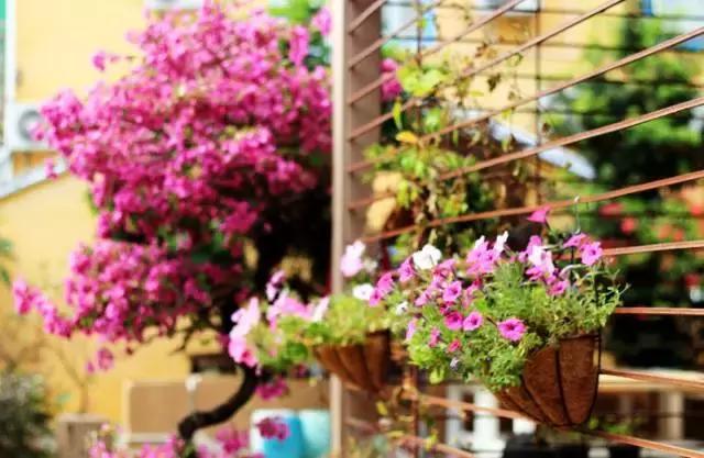 媲美鼓浪屿!深圳竟藏着一个文艺拍照圣地,海滨花火刷爆朋友圈!