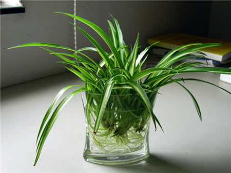 吊兰水培怎么才能长得好,吊兰怎么水培长得快