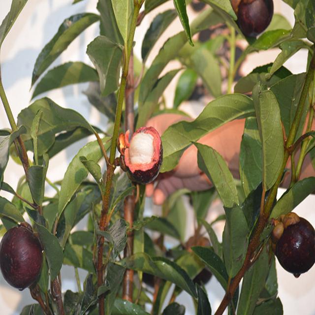 精明女人早就不种花草了，都在种这些果树苗，好看还好吃