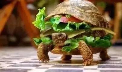 中国海关禁止入境物品清单,各国海关禁带物一览表