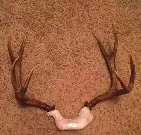 十大违禁入境品,各国海关奇葩禁令