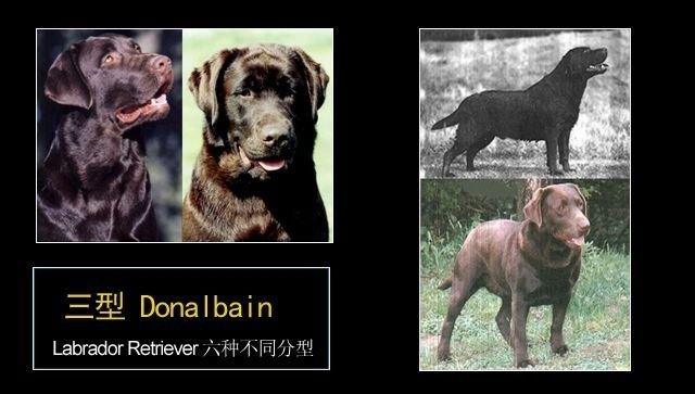 拉布拉多有几种形态的,拉布拉多真有五种形态吗