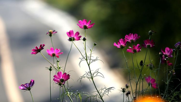伊滨区万安山山顶公园,洛阳万安山山顶公园照片