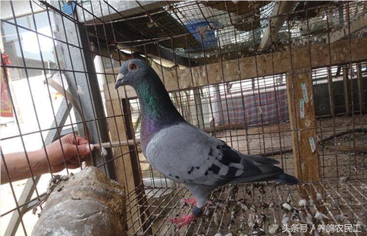 养鸽农民工探访资深鸽友，毫无保留的倾囊相授信鸽可以这样玩！