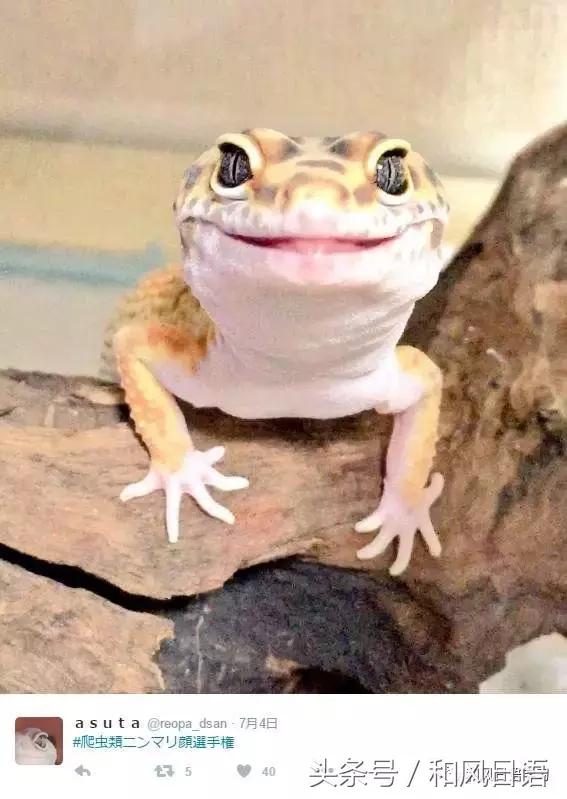 日本可爱小壁虎,日本宠物壁虎