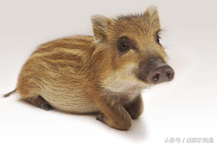 辽宁特种野猪养殖,特种野猪与纯种野猪的养殖前景