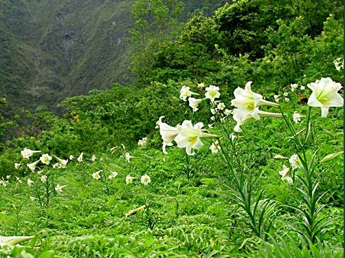 世界各国的国花图片大全,世界各国的国花都是哪些