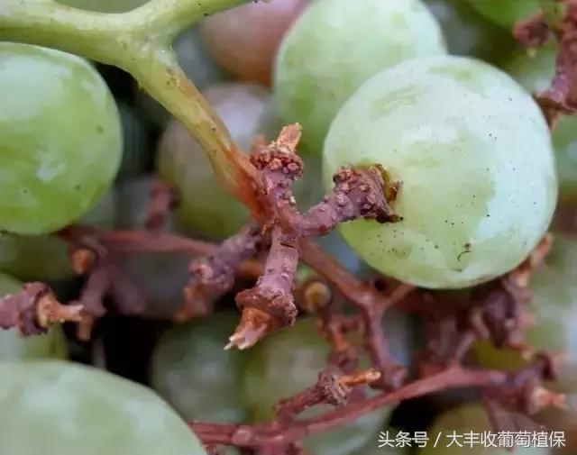葡萄穗尖干枯怎么治,葡萄芽尖枯萎的解决方法