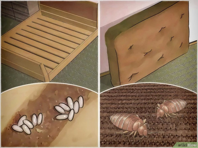 如何清除床虱,广东床虱怎么清除