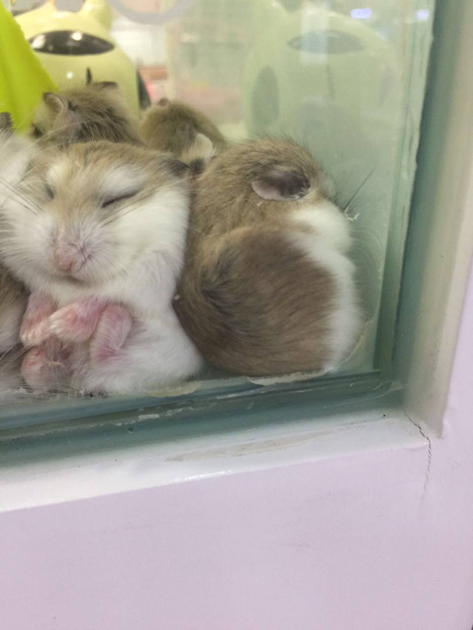 仓鼠宠物攻略,仓鼠宠物的小教程