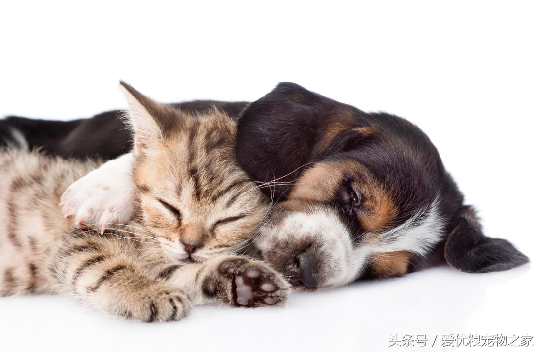 爱狗人士vs爱猫人士,厌狗人士和爱狗人士心理