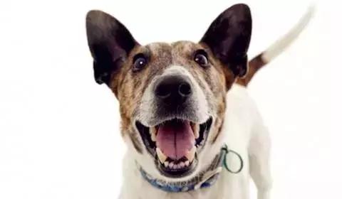 猫狗“有味”从何来?你不得不知的宠物臭味来源