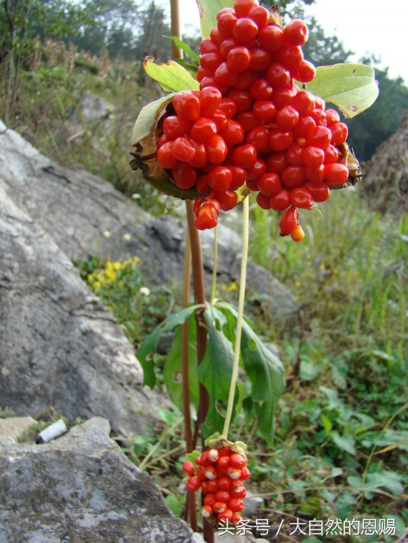 七叶一枝花有什么作用和功效,七叶一枝花
