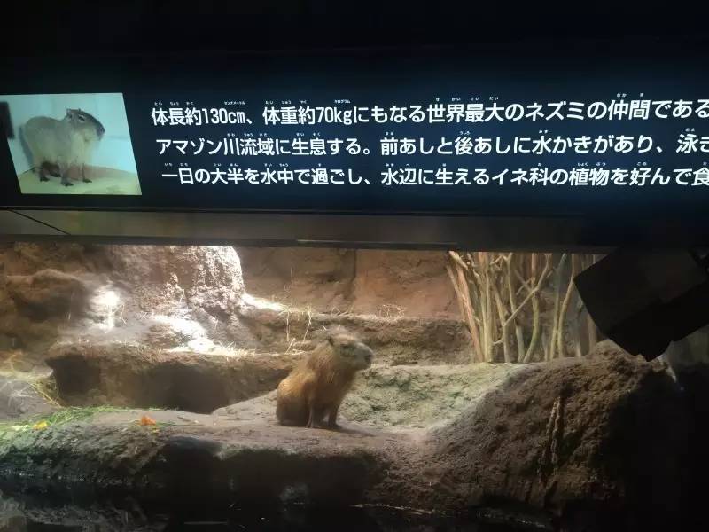 如何穷游日本30天,美女穷游日本15天