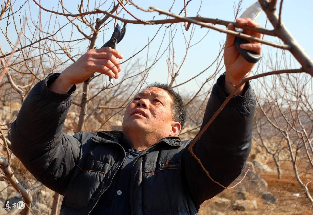 怎么样剪果树才能结果多而大,果树挂果修剪的正确方法